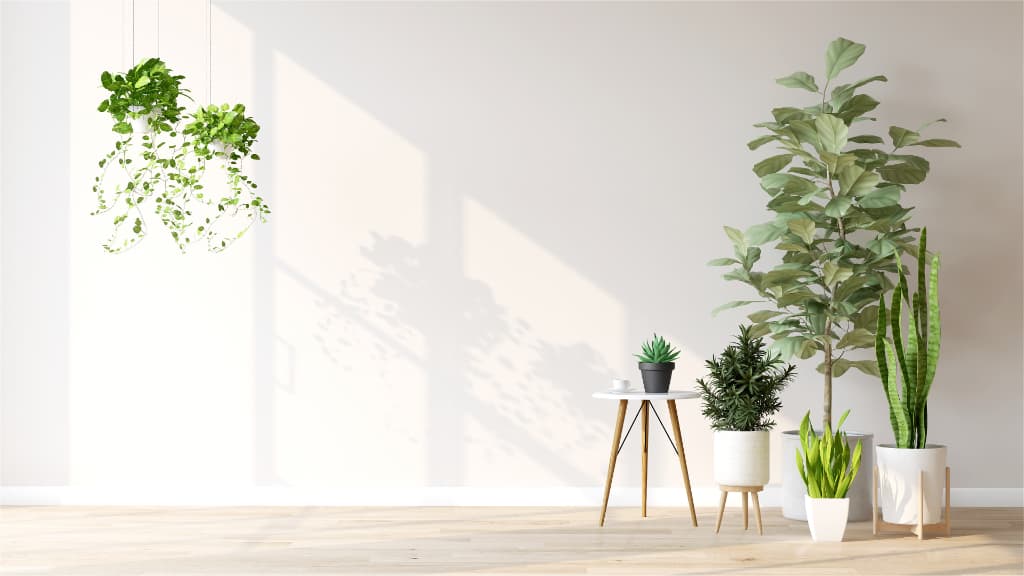 観葉植物のある室内